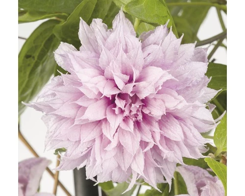 FloraSelf Großblumige Waldrebe Clematis Hybride 'Multi Pink' H 50-70 Cm Co 2,3 L 3 FloraSelf Großblumige Waldrebe Clematis Hybride 'Multi Pink' H 50-70 Cm Co 2,3 L