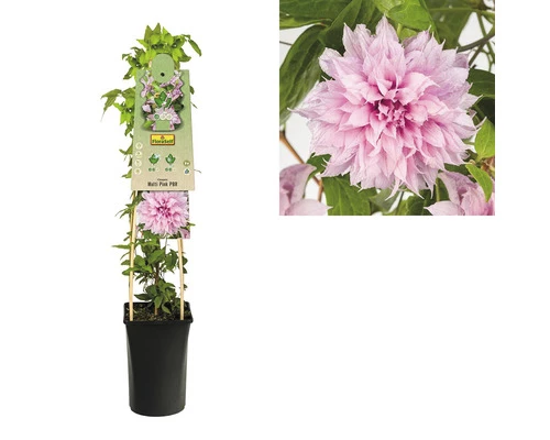 FloraSelf Großblumige Waldrebe Clematis Hybride 'Multi Pink' H 50-70 Cm Co 2,3 L 4 FloraSelf Großblumige Waldrebe Clematis Hybride 'Multi Pink' H 50-70 Cm Co 2,3 L – Bild 2