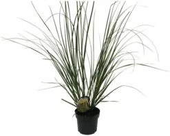 Pampasgras 'Senior' FloraSelf Cortaderia Selloana 'Senior' H 20-120 Cm Co 3 L 5 Pampasgras 'Senior' FloraSelf Cortaderia Selloana 'Senior' H 20-120 Cm Co 3 L -Hornbach Gartenmarkt DV 8 10257973 01 4c DE 20220322101659 1