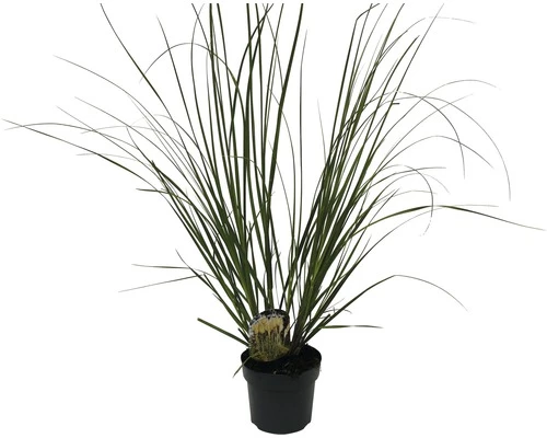 Pampasgras 'Senior' FloraSelf Cortaderia Selloana 'Senior' H 20-120 Cm Co 3 L 4 Pampasgras 'Senior' FloraSelf Cortaderia Selloana 'Senior' H 20-120 Cm Co 3 L – Bild 2