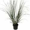 Pampasgras 'Senior' FloraSelf Cortaderia Selloana 'Senior' H 20-120 Cm Co 6 L -Hornbach Gartenmarkt DV 8 10257973 01 4c DE 20220322101659