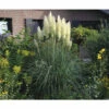 Pampasgras 'Senior' FloraSelf Cortaderia Selloana 'Senior' H 20-120 Cm Co 3 L 1 Pampasgras 'Senior' FloraSelf Cortaderia Selloana 'Senior' H 20-120 Cm Co 3 L -Hornbach Gartenmarkt DV 8 10257973 02 4c DE 20220322101659