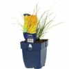 Bronze-Segge FloraSelf Carex Testacea 'Prairie Fire' H 5-40 Cm Co 0,5 L