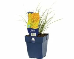 Bronze-Segge FloraSelf Carex Testacea 'Prairie Fire' H 5-40 Cm Co 0,5 L
