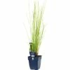 Flatterbinse FloraSelf Juncus Effusus H 5-40 Cm Co 0,5 L (6 Stk.) -Hornbach Gartenmarkt DV 8 10258028 01 4c DE 20200704221656