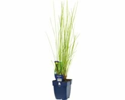Flatterbinse FloraSelf Juncus Effusus H 5-40 Cm Co 0,5 L (6 Stk.)
