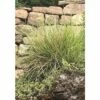 Herbst-Blaugras FloraSelf Sesleria Autumnalis H 5-30 Cm Co 0,5 L (6 Stk.) -Hornbach Gartenmarkt DV 8 10258032 01 4c DE 20210113121752