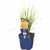Riesen-Federgras FloraSelf Stipa Gigantea H 5-125 Cm Co 0,5 L (6 Stk.) -Hornbach Gartenmarkt DV 8 10258033 01 4c DE 20220725081651