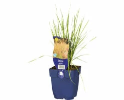 Riesen-Federgras FloraSelf Stipa Gigantea H 5-125 Cm Co 0,5 L (6 Stk.)