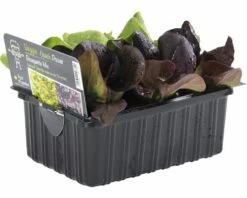 Salanova (Salat) FloraSelf Lactuca Sativa 6 Stk.