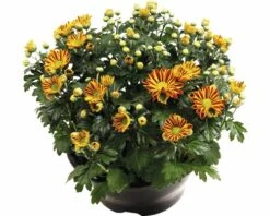 Chrysantheme FloraSelf Chrysanthemum Indicum 'Hoi Hoi' Ø 23 Cm Topf