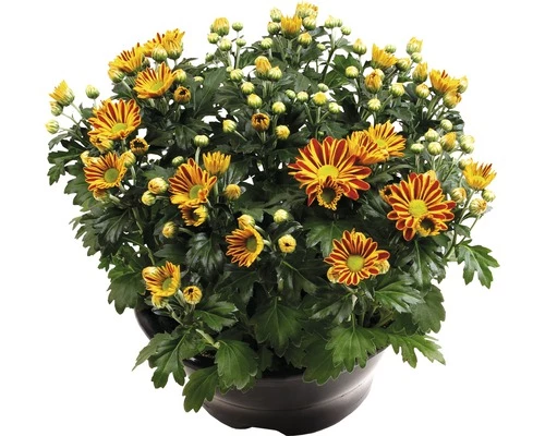 Chrysantheme FloraSelf Chrysanthemum Indicum 'Hoi Hoi' Ø 23 Cm Topf 3 Chrysantheme FloraSelf Chrysanthemum Indicum 'Hoi Hoi' Ø 23 Cm Topf