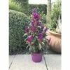 Celosie, Hahnenkamm Pyramide FloraSelf Celosia Argentea 'Deep Purple Caracas' Ø 17 Cm Topf 2 Celosie, Hahnenkamm Pyramide FloraSelf Celosia Argentea 'Deep Purple Caracas' Ø 17 Cm Topf -Hornbach Gartenmarkt DV 8 10270930 01 4c DE 20200727161659