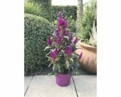 Celosie, Hahnenkamm Pyramide FloraSelf Celosia Argentea 'Deep Purple Caracas' Ø 17 Cm Topf