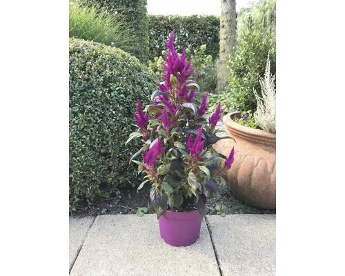Celosie, Hahnenkamm Pyramide FloraSelf Celosia Argentea 'Deep Purple Caracas' Ø 17 Cm Topf 3 Celosie, Hahnenkamm Pyramide FloraSelf Celosia Argentea 'Deep Purple Caracas' Ø 17 Cm Topf