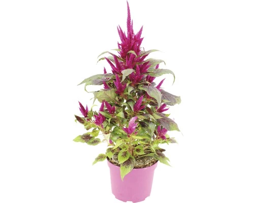 Celosie, Hahnenkamm Pyramide FloraSelf Celosia Argentea 'Deep Purple Caracas' Ø 17 Cm Topf 4 Celosie, Hahnenkamm Pyramide FloraSelf Celosia Argentea 'Deep Purple Caracas' Ø 17 Cm Topf – Bild 2