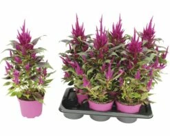 Celosie, Hahnenkamm Pyramide FloraSelf Celosia Argentea 'Deep Purple Caracas' Ø 17 Cm Topf 7 Celosie, Hahnenkamm Pyramide FloraSelf Celosia Argentea 'Deep Purple Caracas' Ø 17 Cm Topf -Hornbach Gartenmarkt DV 8 10270930 03 4c DE 20200728184750