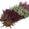 Besenheide, Heidekraut, Knospenheide FloraSelf Calluna Vulgaris Beauty Ladies Ø 9,5 Cm Topf