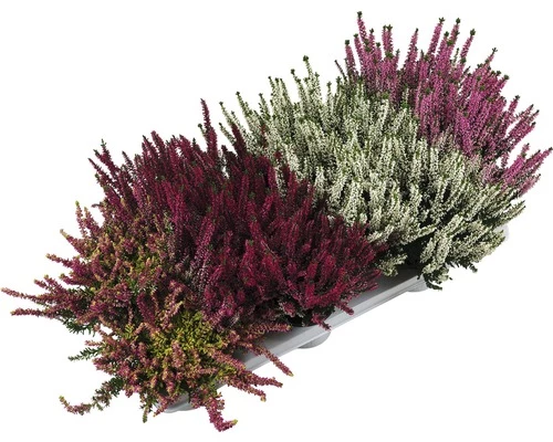 Besenheide, Heidekraut, Knospenheide FloraSelf Calluna Vulgaris Beauty Ladies Ø 9,5 Cm Topf 3 Besenheide, Heidekraut, Knospenheide FloraSelf Calluna Vulgaris Beauty Ladies Ø 9,5 Cm Topf