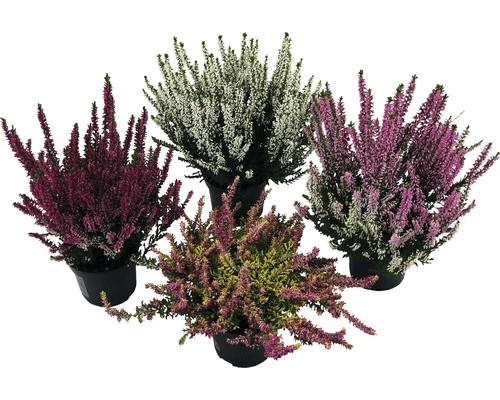 Besenheide, Heidekraut, Knospenheide FloraSelf Calluna Vulgaris Beauty Ladies Ø 9,5 Cm Topf 4 Besenheide, Heidekraut, Knospenheide FloraSelf Calluna Vulgaris Beauty Ladies Ø 9,5 Cm Topf – Bild 2