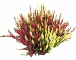 Besenheide, Heidekraut, Knospenheide FloraSelf Calluna Vulgaris Beauty Sisters Ø 11 Cm Topf -Hornbach Gartenmarkt DV 8 10270953 01 4c DE 20200501194757