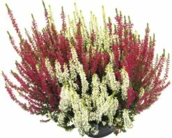 Besenheide, Heidekraut, Knospenheide FloraSelf Calluna Vulgaris Beauty Sisters Ø 11 Cm Topf -Hornbach Gartenmarkt DV 8 10270953 03 4c DE 20200501194757