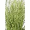 Bräunliche Segge FloraSelf Carex Comans 'Frosted Curls' H 10-30 Cm T 14 Cm