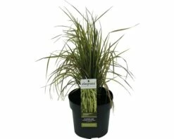 Reitgras FloraSelf Calamagrostis X Acutiflora 'Eldorado' H 10-50 Cm T 14 Cm