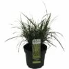 Zwerg-Chinaschilf Zebraschilf FloraSelf Miscanthus Sinensis 'Strictus Dwarf' H 10-100 Cm T 14 Cm -Hornbach Gartenmarkt DV 8 10290761 01 4c DE 20210113101750 1