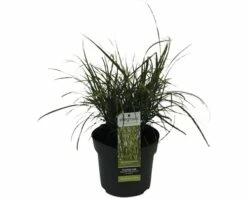 Zwerg-Chinaschilf Zebraschilf FloraSelf Miscanthus Sinensis 'Strictus Dwarf' H 10-100 Cm Co 3 L