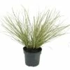 Weißgestreiftes FloraSelf Cortaderia Selloana 'Julia' H 15-80 Cm Co 3 L