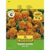 Tagetes 'Tiger Eyes' FloraSelf Samenfestes Saatgut Blumensamen -Hornbach Gartenmarkt DV 8 10320034 01 4c AT 20200730152818