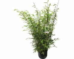 15 X Winterschöner Gartenbambus FloraSelf Fargesia Hybride 'Winter Joy' H 80-100 Cm Co 10 L Für Ca. 10 Lfm Hecke 8 15 X Winterschöner Gartenbambus FloraSelf Fargesia Hybride 'Winter Joy' H 80-100 Cm Co 10 L Für Ca. 10 Lfm Hecke -Hornbach Gartenmarkt DV 8 10321535 02 4c DE 20221114161653
