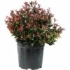 Glanzmispel 'Chico' Kugel FloraSelf Photinia Fraseri 'Chico' Ø 25-30 Cm Co 9 L -Hornbach Gartenmarkt DV 8 10331467 01 4c CH 20210123214652