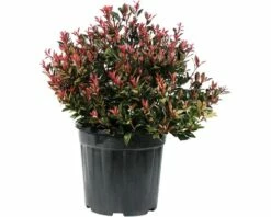 Glanzmispel 'Chico' Kugel FloraSelf Photinia Fraseri 'Chico' Ø 25-30 Cm Co 9 L