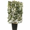 Glanzmispel Spalier FloraSelf Photinia Fraseri 'Magical Volcano' H120xB80 Cm Co 30 L -Hornbach Gartenmarkt DV 8 10331487 01 4c CH 20210123214653