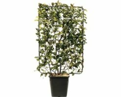 Glanzmispel Spalier FloraSelf Photinia Fraseri 'Magical Volcano' H120xB80 Cm Co 30 L