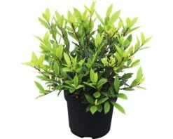 Echter Lorbeer FloraSelf Laurus Nobilis 'Little Ragu' ® Sweet Bay H 30-40 Cm Co 4,5 L