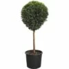 Leyland-Zypresse 1/4 Stamm FloraSelf Cupressocyparis Leylandii Co 10 L -Hornbach Gartenmarkt DV 8 10332084 01 4c CH 20210122081757