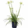 Schmucklilie FloraSelf Agapanthus Africanus 'Amourette' Gesamthöhe Ca. 40-50 Cm Ø 17 Cm Topf Weiß -Hornbach Gartenmarkt DV 8 10341001 01 4c DE 20210409101757