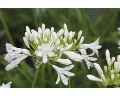 Schmucklilie FloraSelf Agapanthus Africanus 'Amourette' Gesamthöhe Ca. 40-50 Cm Ø 17 Cm Topf Weiß -Hornbach Gartenmarkt DV 8 10341001 02 4c DE 20210408141654