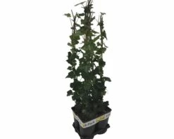 Efeu FloraSelf Hedera Hibernica H 70-90 Cm T 16 Cm (4 Stk.) -Hornbach Gartenmarkt DV 8 10341130 01 4c NL 20230302161654