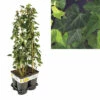Efeu FloraSelf Hedera Hibernica H 70-90 Cm T 16 Cm (4 Stk.) -Hornbach Gartenmarkt DV 8 10341130 02 4c DE 20230303131958