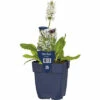 Weißer Heilziest FloraSelf Stachys Officinalis 'Alba' H 5-30 Cm Co 0,5 L -Hornbach Gartenmarkt DV 8 10341942 02 4c DE 20220722144654