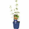 Johannisbeer-Salbei FloraSelf Salvia Microphylla 'Hot Lips' H 10-40 Cm Co 0,5 L 1 Johannisbeer-Salbei FloraSelf Salvia Microphylla 'Hot Lips' H 10-40 Cm Co 0,5 L -Hornbach Gartenmarkt DV 8 10341943 01 4c DE 20220511174654
