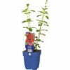 Blüten-Salbei FloraSelf Salvia 'Royal Bumble' H 10-60 Cm Co 0,5 L 1 Blüten-Salbei FloraSelf Salvia 'Royal Bumble' H 10-60 Cm Co 0,5 L -Hornbach Gartenmarkt DV 8 10341947 01 4c DE 20220316164759
