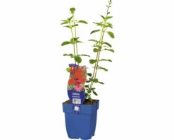 Blüten-Salbei FloraSelf Salvia 'Royal Bumble' H 10-60 Cm Co 0,5 L
