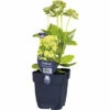 FloraSelf Fetthenne Sedum Hybride 'Honey Gold' H 10-50 Cm Co 0,5 L (6 Stk.) 1 FloraSelf Fetthenne Sedum Hybride 'Honey Gold' H 10-50 Cm Co 0,5 L (6 Stk.) -Hornbach Gartenmarkt DV 8 10341948 01 4c DE 20220311091755