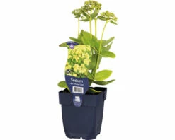 FloraSelf Fetthenne Sedum Hybride 'Honey Gold' H 10-50 Cm Co 0,5 L (6 Stk.)