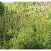 Becherblume FloraSelf Sanguisorba 'Proud Mary' H 10-60 Cm Co 0,5 L (6 Stk.) -Hornbach Gartenmarkt DV 8 10341949 01 4c DE 20211214191656